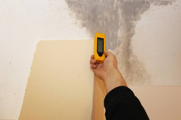 Mold Remediation for Rental Properties in Washoe Valley, NV